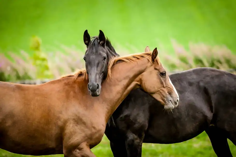 Neznámý: Koňské přátelství