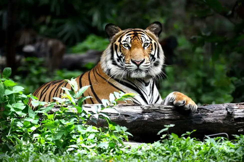 Neznámý: Bengálský tygr