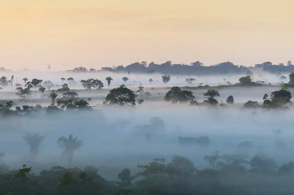 Neznámý: Amazonský dešťný prales