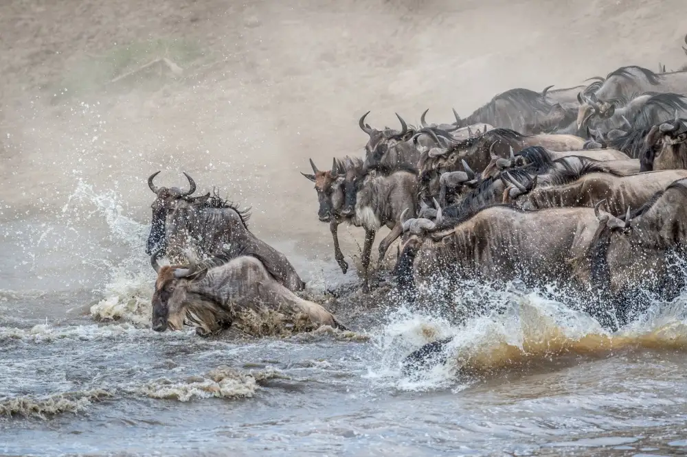 Sink, C. Jeffrey: Přežití a chaos na přechodu....