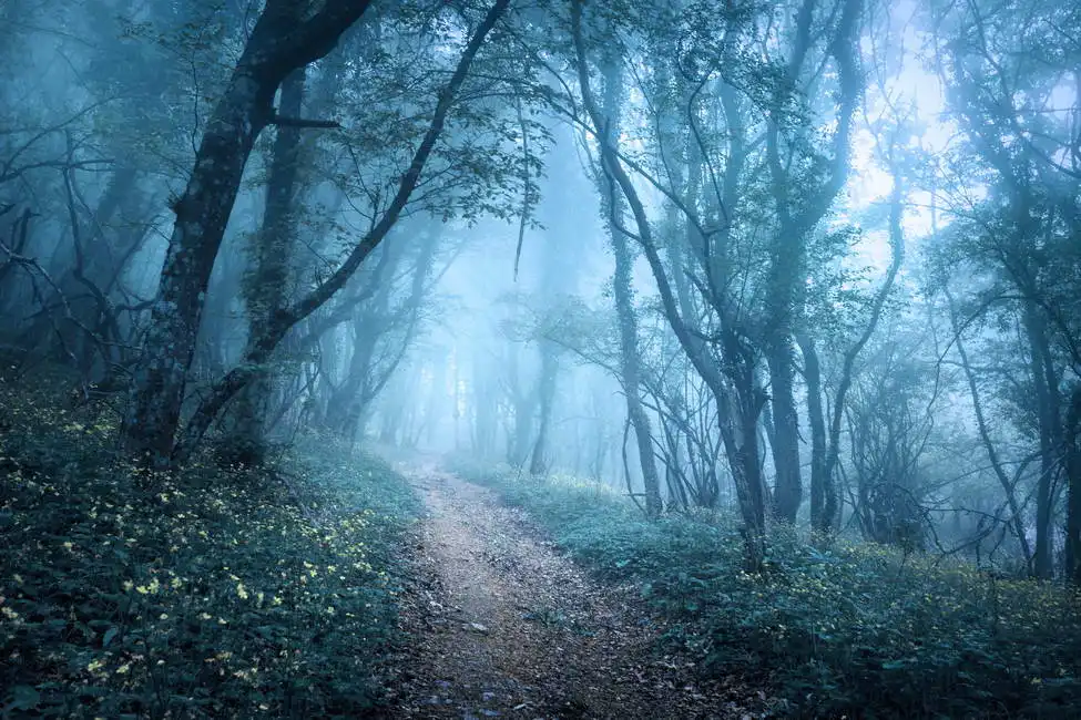 Unknown: Mysteriöser Wald