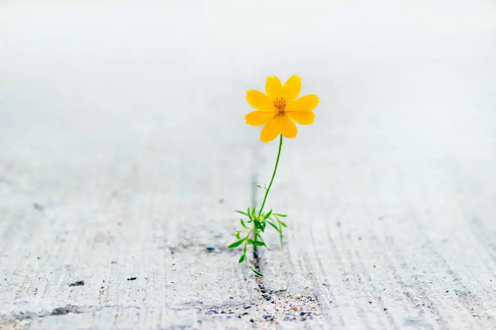 Neznámý: Žlutý květ