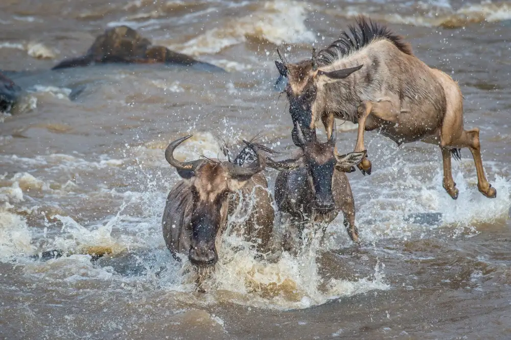 Sink, C. Jeffrey: Air Gnu - pouze charterové lety