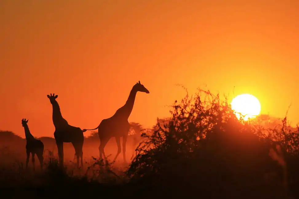 Neznámý: Žirafí siluety