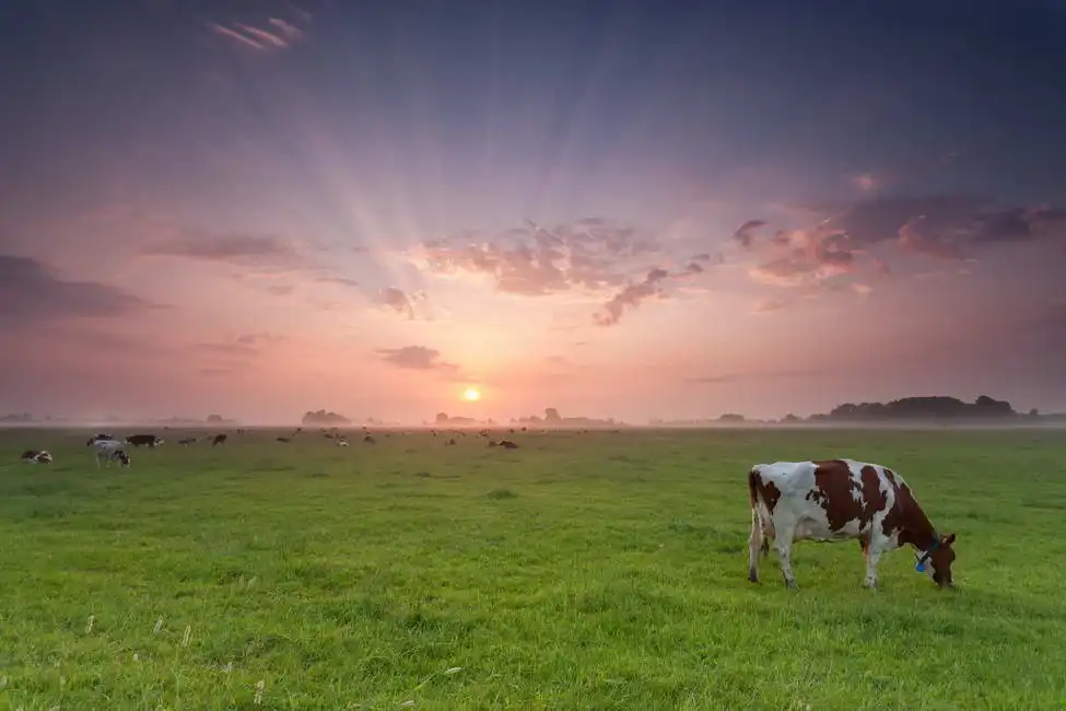 Unknown: Sunrise on pasture