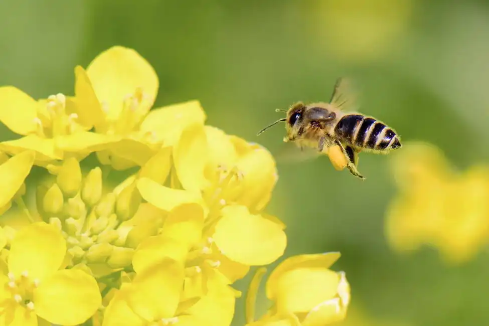Neznámý: Včela medonosná