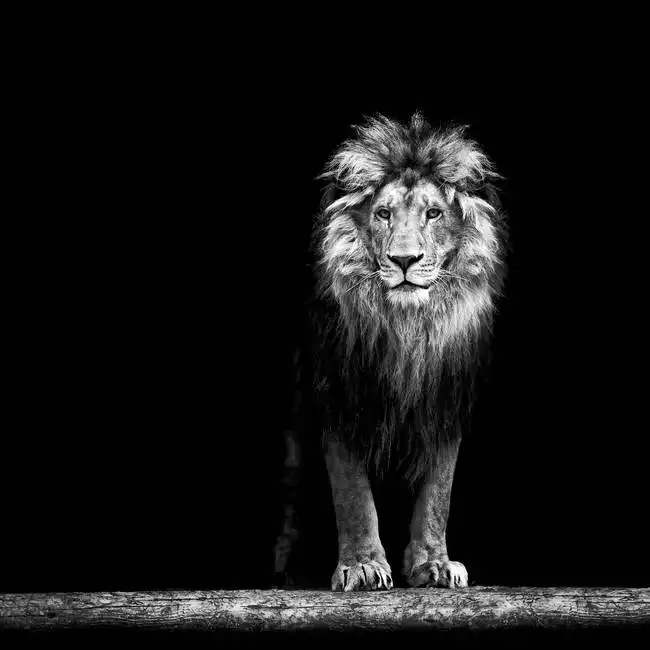 Unknown: Portrait of a lion