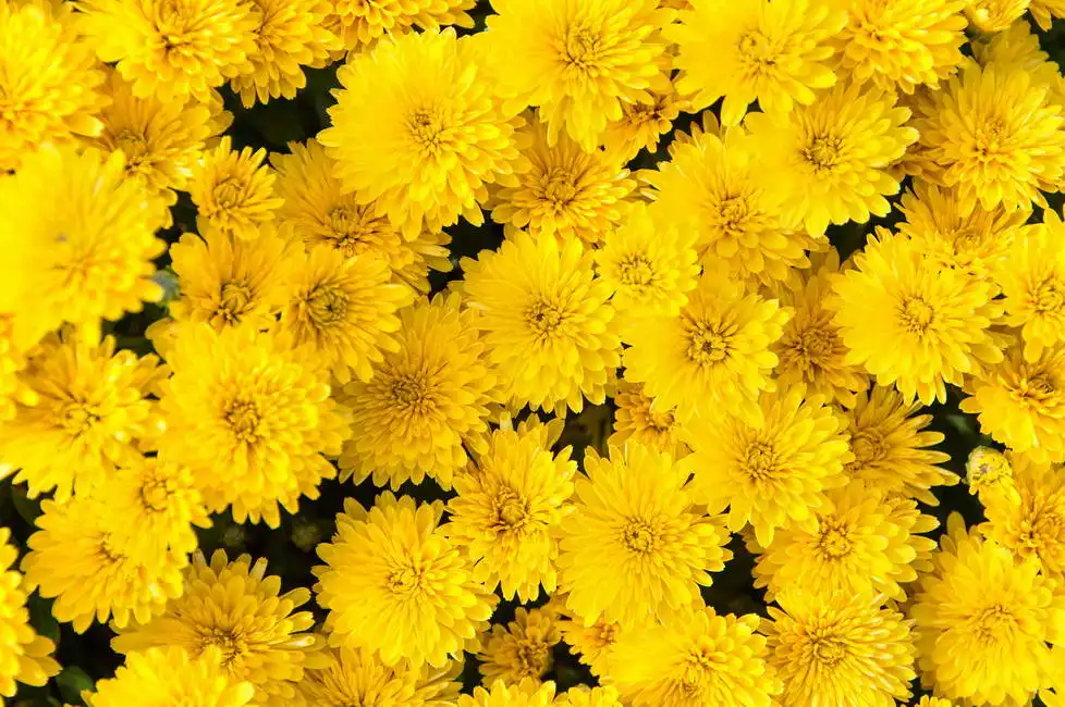 Neznámý: Žluté květy