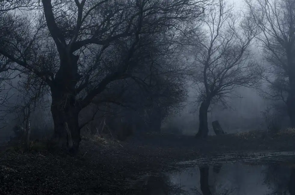 Unknown: Vieille forêt