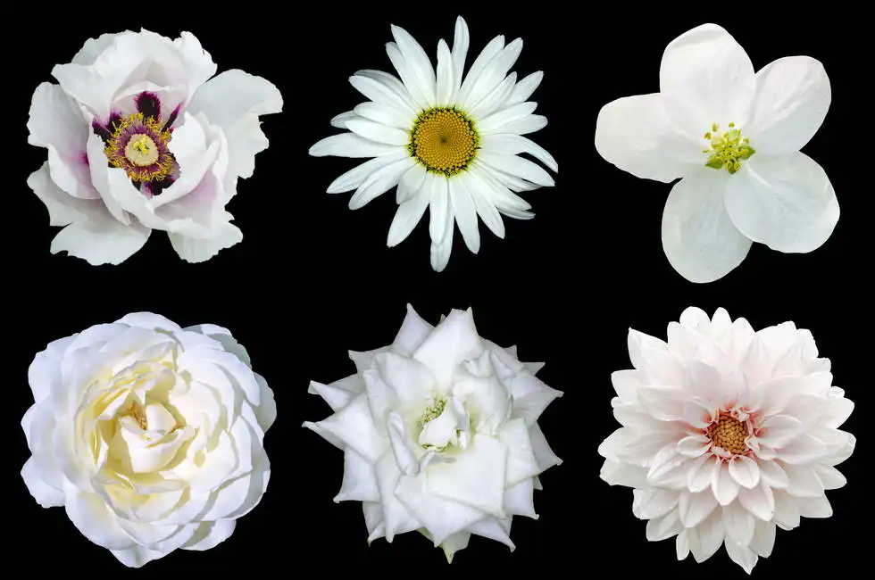 Neznámý: Koláž z bílých květů