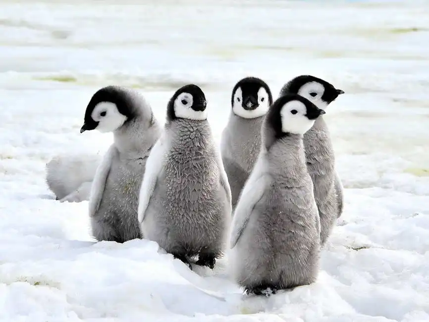 Unknown: Emperor penguins