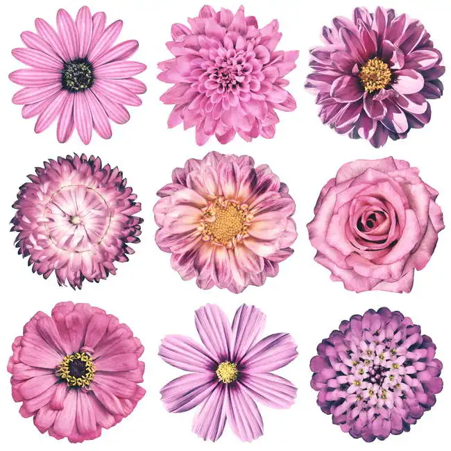 Unknown: Pink collection