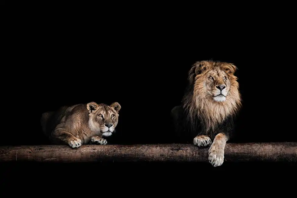 Neznámý: Lev a lvice