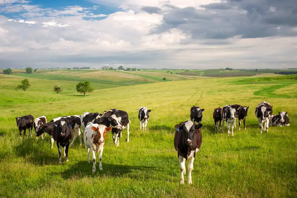 Neznámý: Stádo krav a jalovic