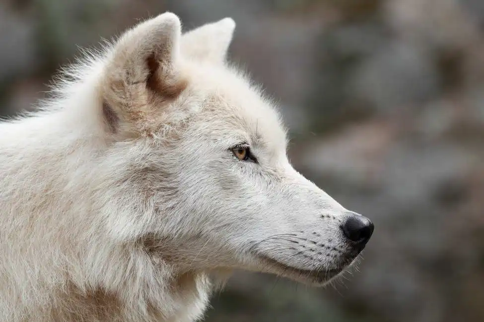 Neznámý: Polární vlk