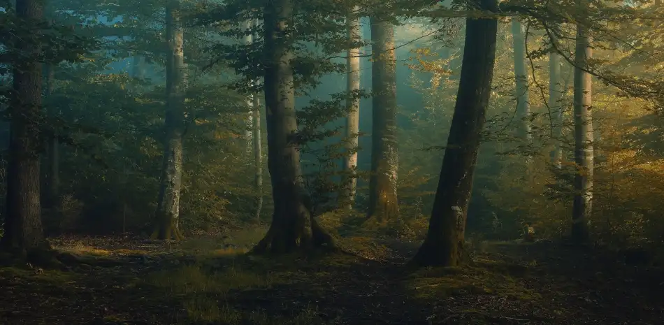 Maier, Norbert: říjnové barvy