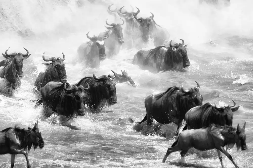 Alnaser, Mohammed: The crossing