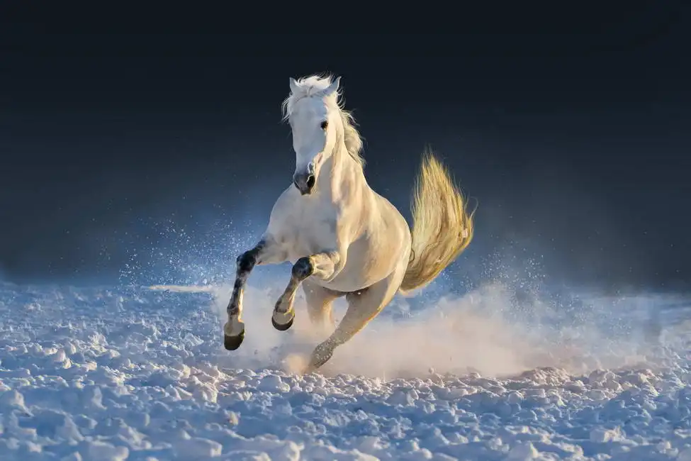 Neznámý: Bílý kůň běh ve sněhu