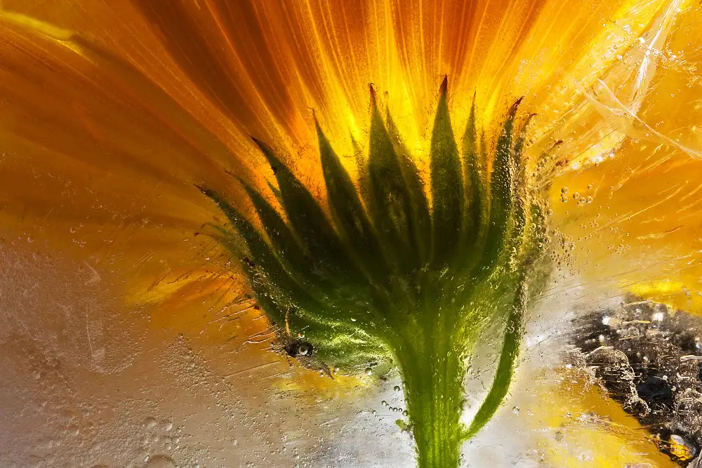 Losada, Secundino: Calendula congelata