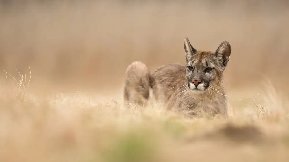Zygmunt, Milan: Puma concolor