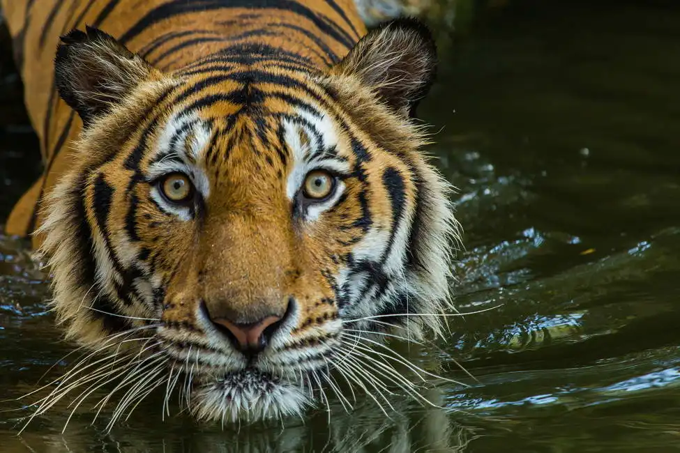 Unknown: Tiger