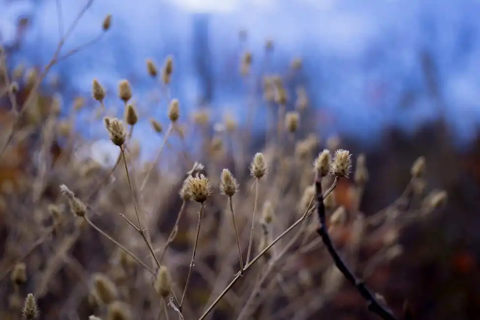 Unknown: Autumn flowers