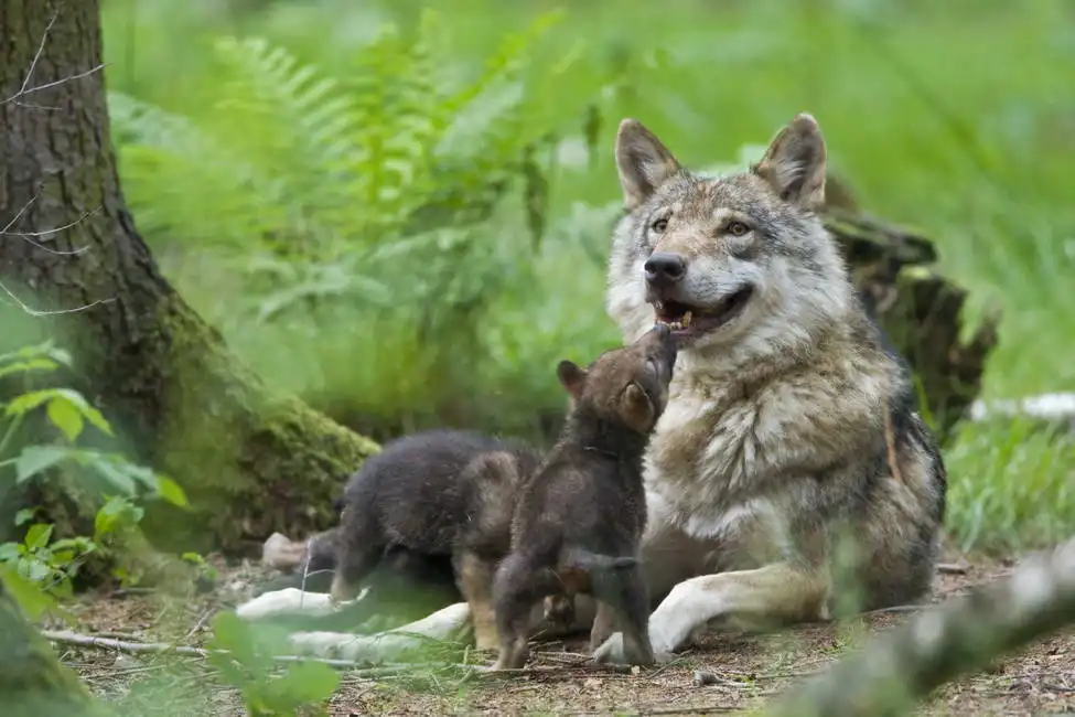 Unknown: Wolf with pups