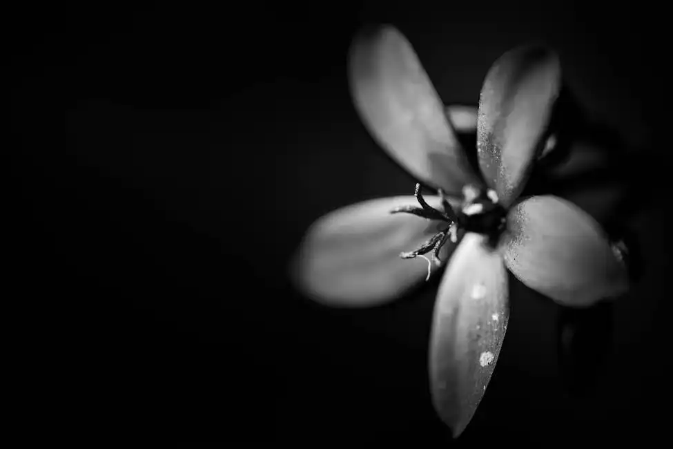 Neznámý: Květina v černé