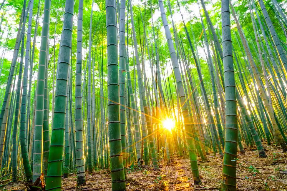 Neznámý: Bambusový les