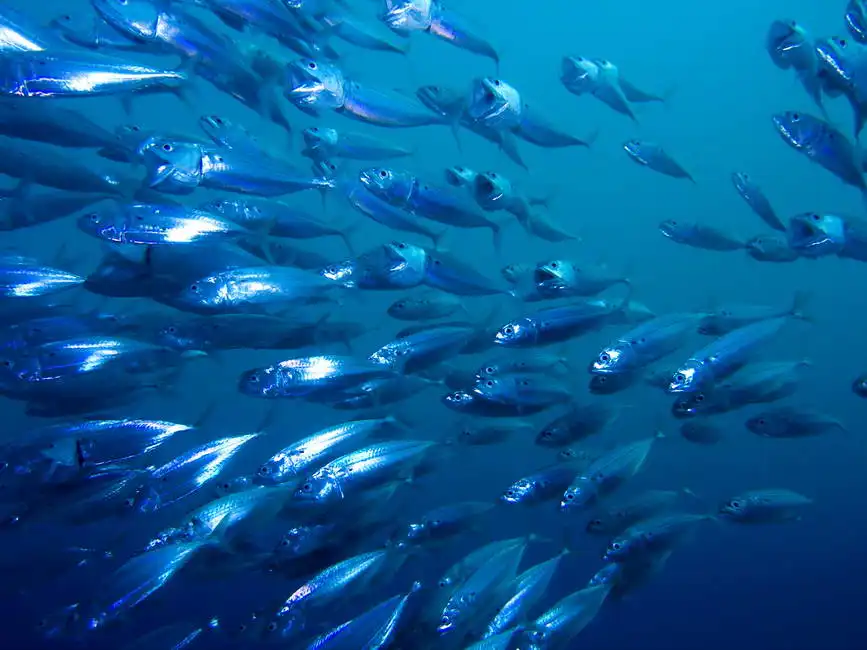 Unknown: Mackerel in the Red Sea