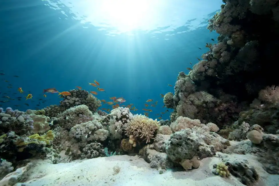 Neznámý: Korálový útes