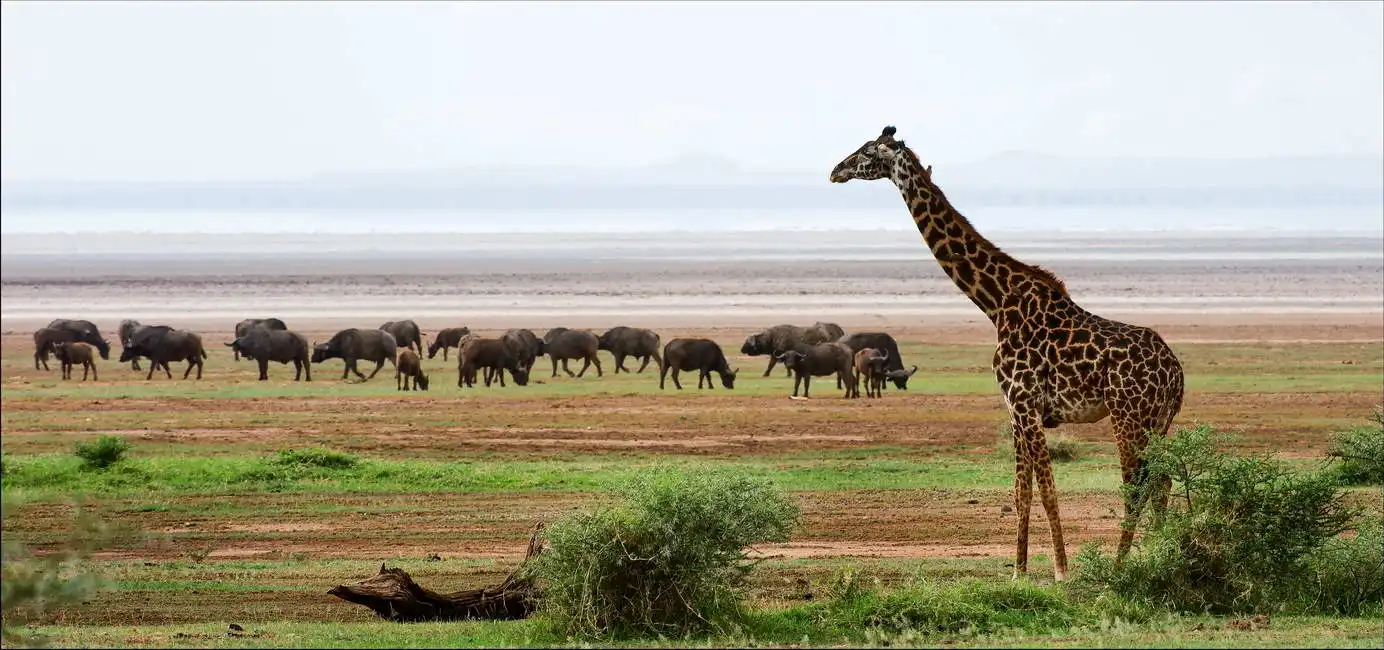 Unknown: Giraffe and buffalo