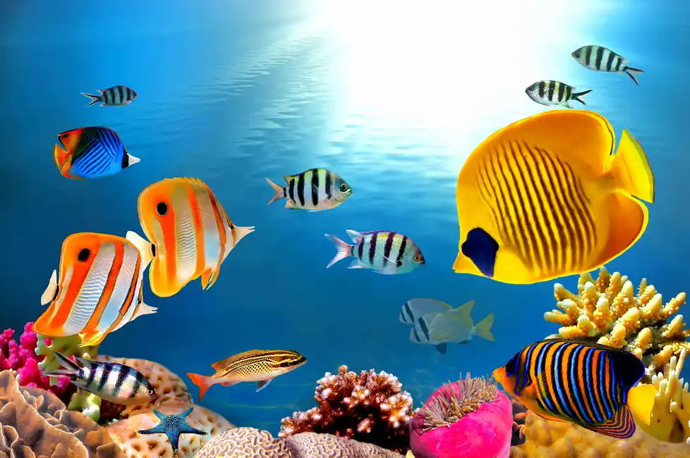 Unknown: Life on the reef
