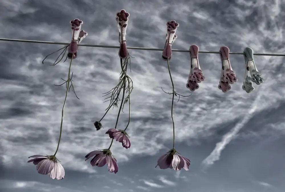 Yvette,,,, Depaepe,,,,: Blumen werden eines blauen Himmels nie müde
