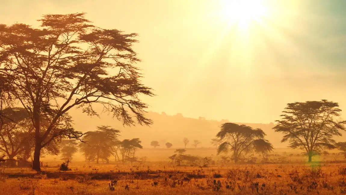 Neznámý: Africká savana při východu slunce