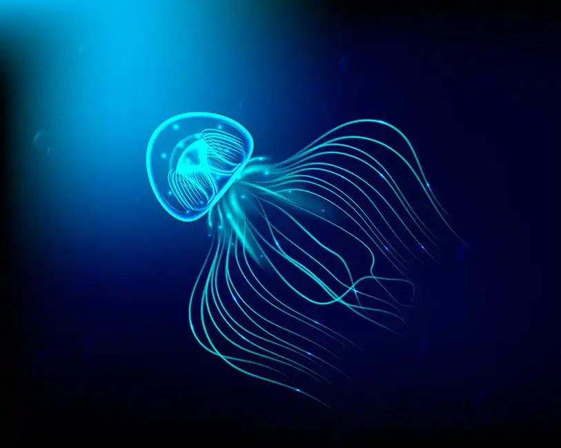 Neznámý: Medúza