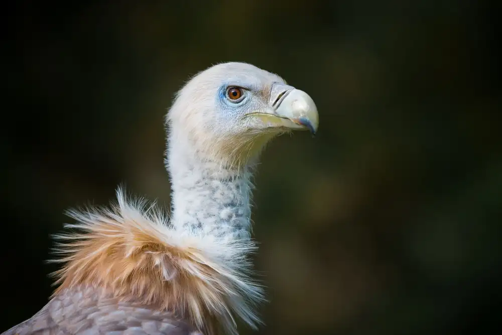 Graf, Sebastian: Mr. Vulture