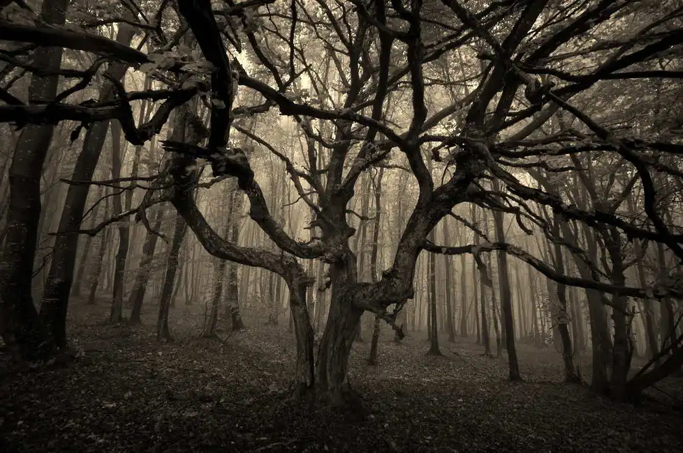 Unknown: Arbre hanté