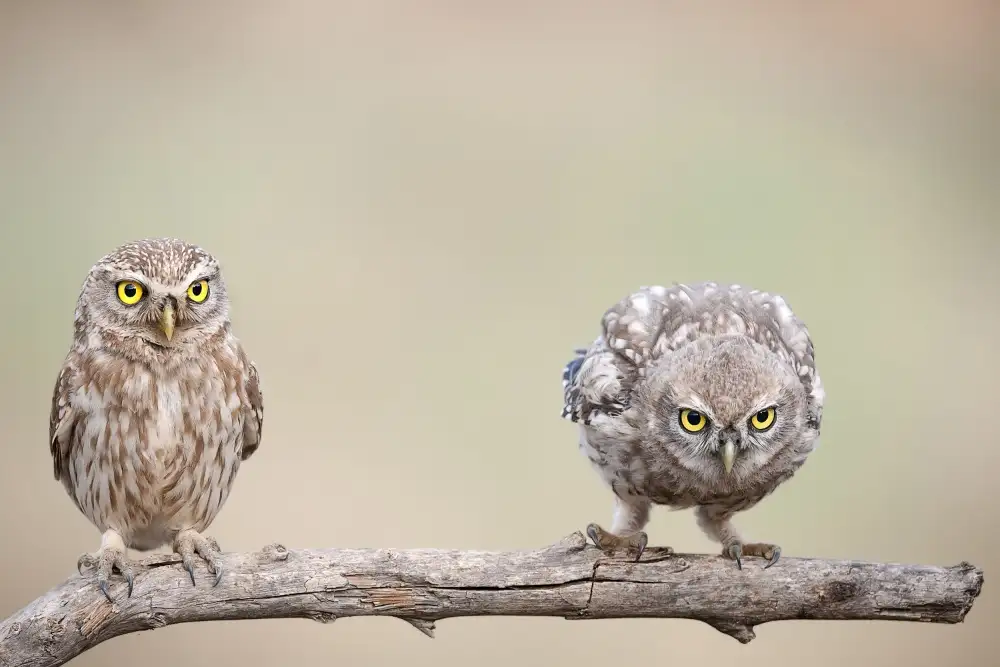 Amer, Eyal: Curiosity of chick