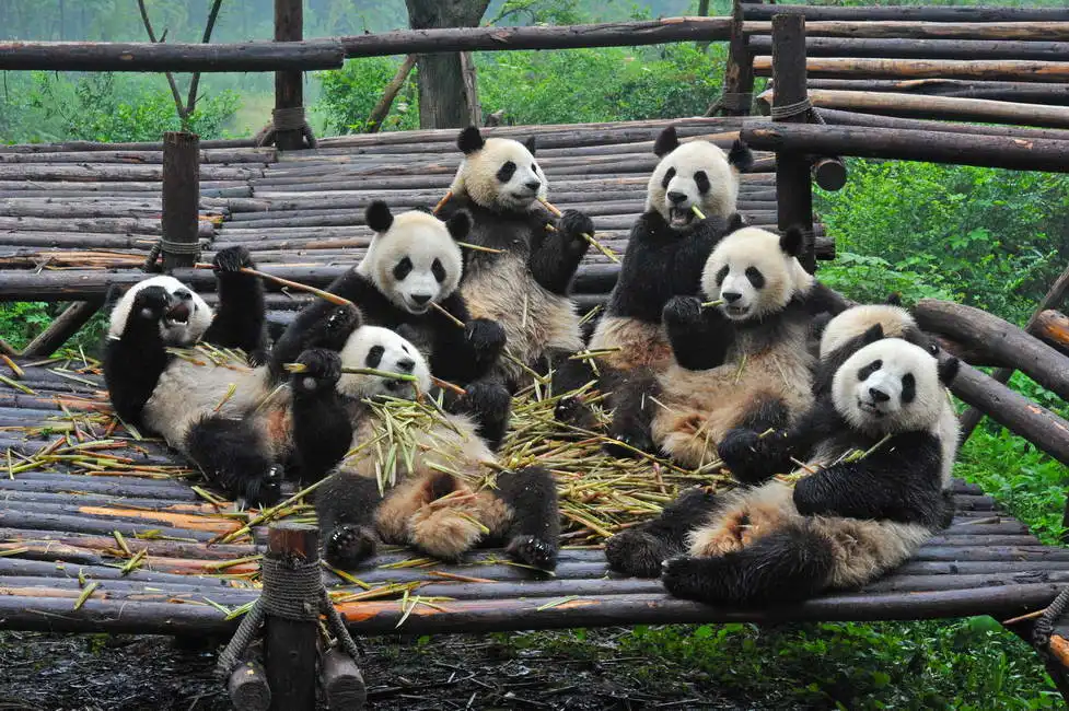 Neznámý: Pandy při obědě