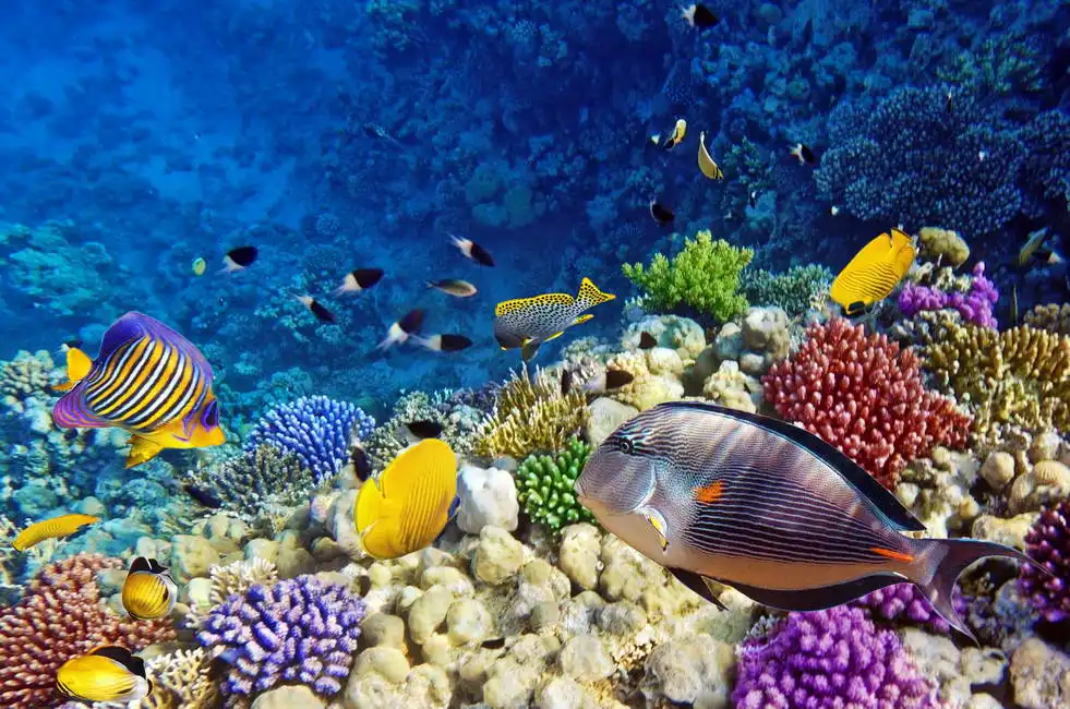 Neznámý: Korálový útes,  Rudé moře, Egypt