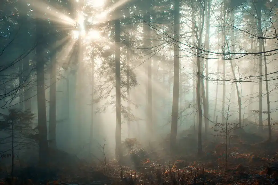 Unknown: Foresta