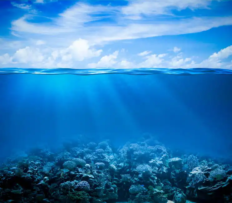 Neznámý: Korálový útes a mořské dno