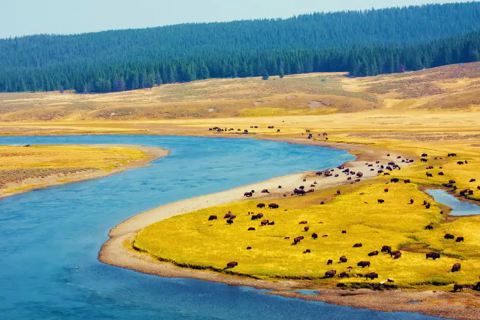 Neznámý: Bizoní ráj v Yellowstonském národním parku
