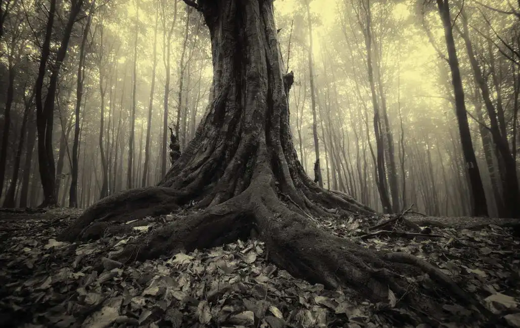 Neznámý: Kořeny stromů