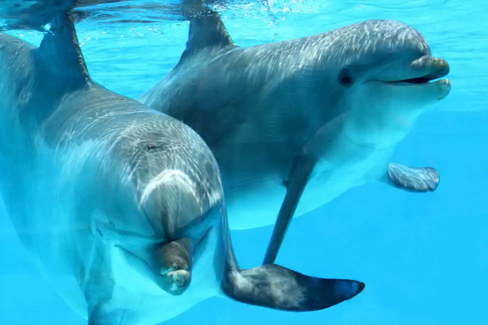 Neznámý: Párek delfínů
