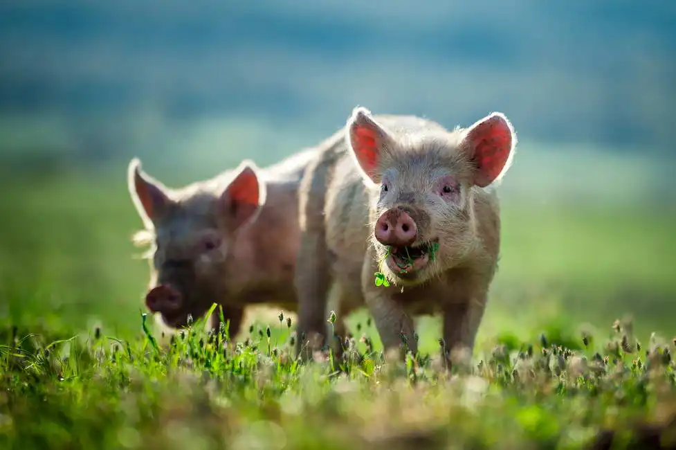 Unknown: Happy pig