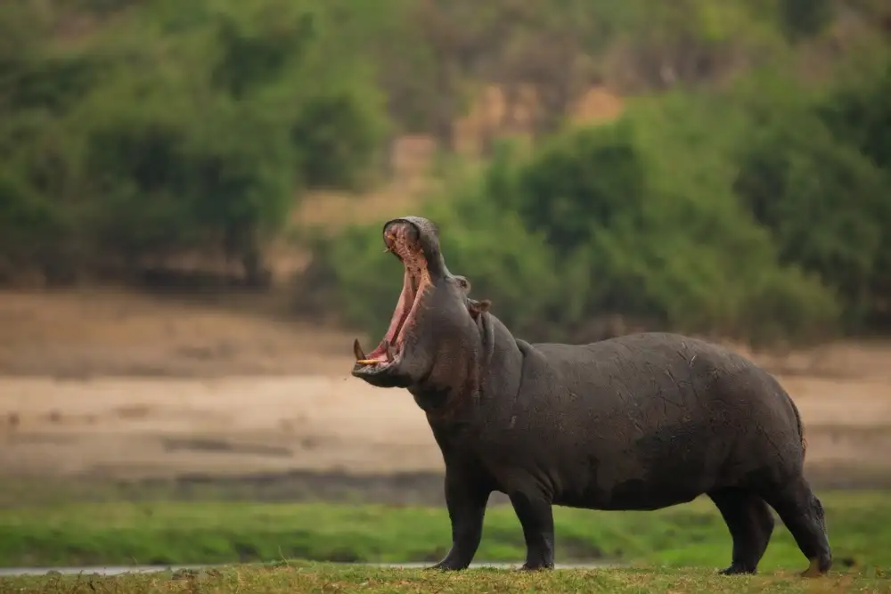 Eichelberg, Amnon: Big Mouth