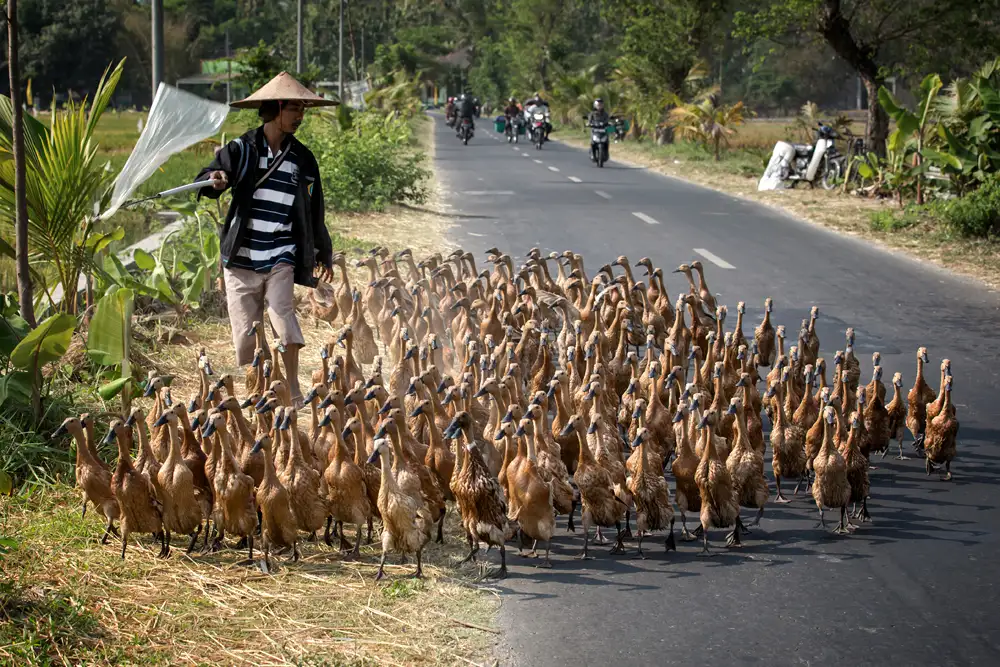 Song, Gunarto: The Herder and The Ducks