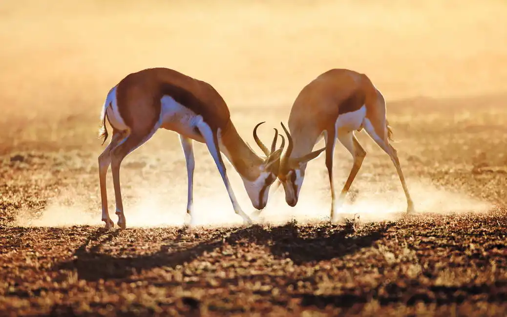 Neznámý: Poušť Kalahari - Jižní Afrika